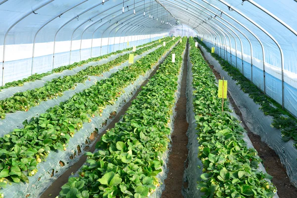 Strawberry Farm — Stock Photo, Image