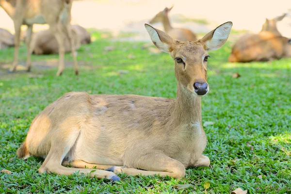 Deer resting — Stock Photo, Image