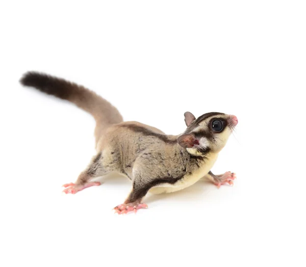 Sugarglider — Photo