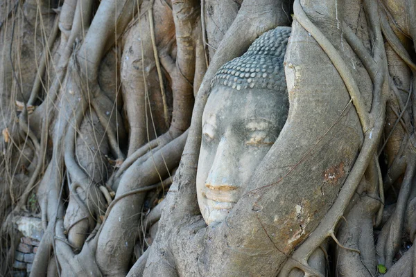 Boeddha hoofd omringd door wortels in ayutthaya — Stockfoto