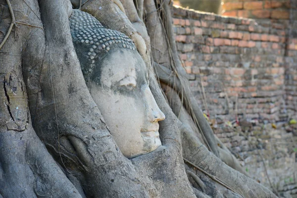 Cabeza de Buda Rodeada de Raíces en Ayutthaya — Foto de Stock