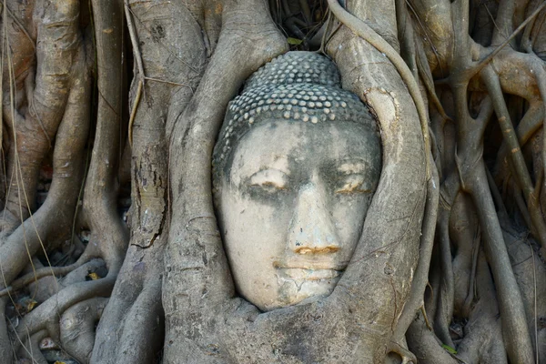 アユタヤの根によって囲まれた仏頭 — ストック写真