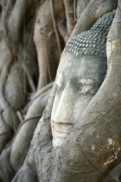 Tête de Bouddha entourée de racines à Ayutthaya — Photo