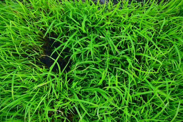 Rice Seedlings — Stock Photo, Image