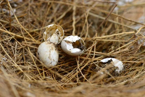 Złamane jaj w gnieździe — Zdjęcie stockowe