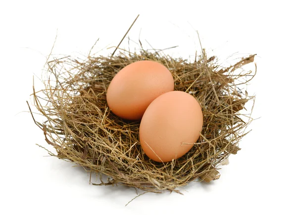 Ei in een nest — Stockfoto