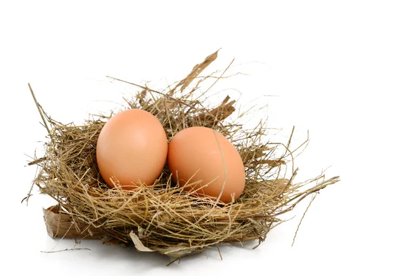 Ei in een nest — Stockfoto