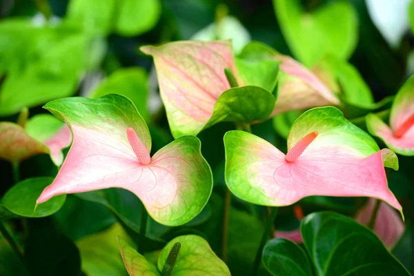 Anthurium — Stock Photo, Image