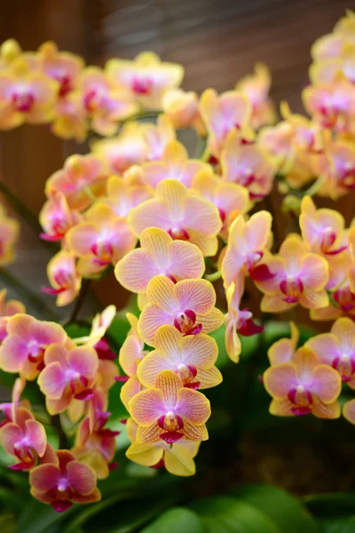 Orquídea amarela — Fotografia de Stock