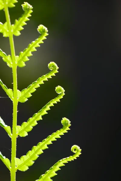 费恩 — 图库照片