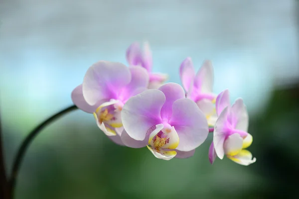 Orchidea rosa — Foto Stock