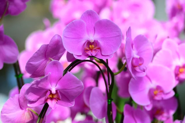 Orchidea rosa — Foto Stock