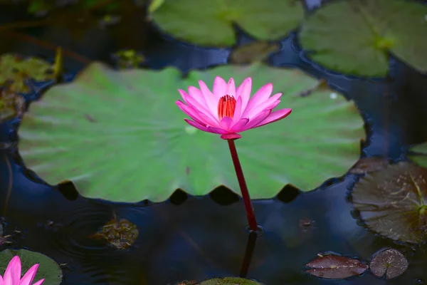 Lirio de agua rosa —  Fotos de Stock