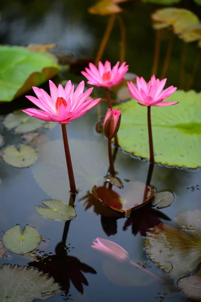 Lirio de agua rosa —  Fotos de Stock