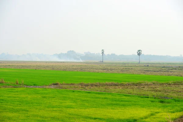 Rice Paddy — Stock Photo, Image