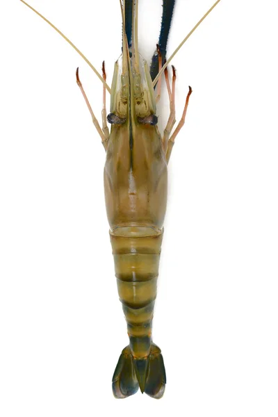 Shrimp — Stock Photo, Image