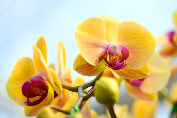 Orquídea amarela — Fotografia de Stock