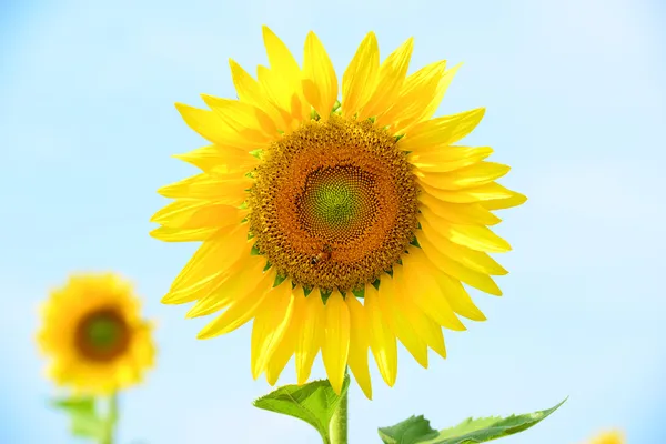 Sonnenblume und Biene — Stockfoto