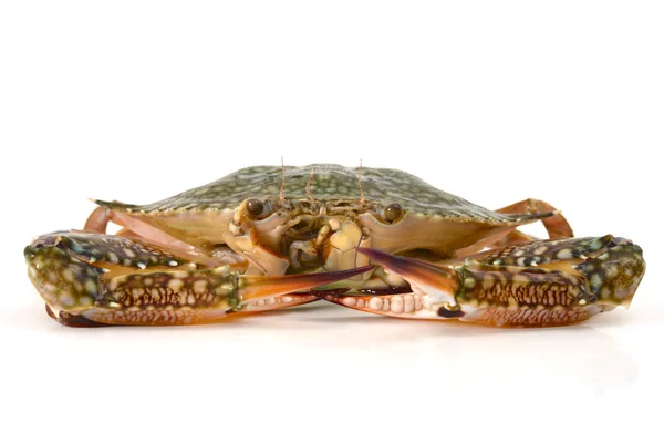 Crab isolated — Stock Photo, Image