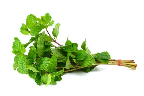 Mint leaf — Stock Photo, Image