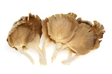 İstiridye mantarı.