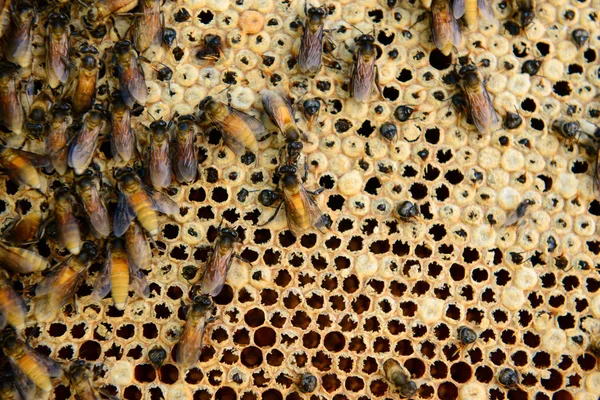 Bienenwaben — Stockfoto