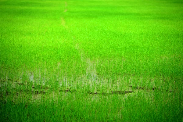 Rice Paddy — Stock Photo, Image