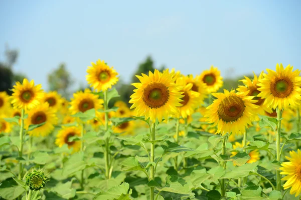 Sonnenblume — Stockfoto