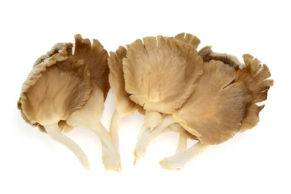 Oyster Mushrooms — Stock Photo, Image