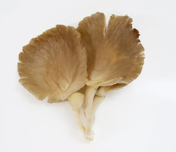 Oyster Mushrooms — Stock Photo, Image