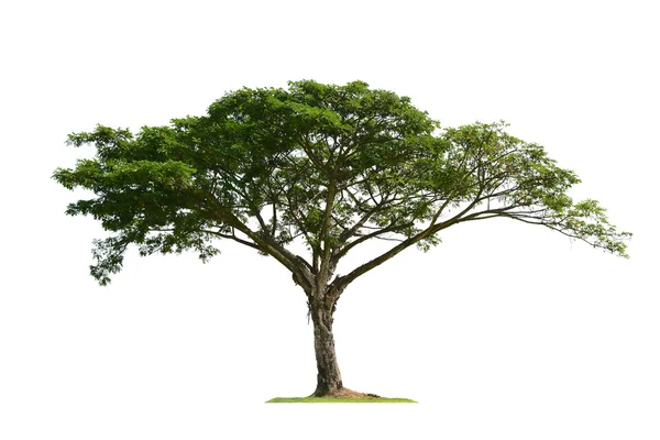 Дерево ізольовані — стокове фото