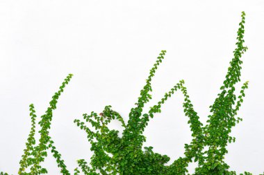 Ivy-duvar