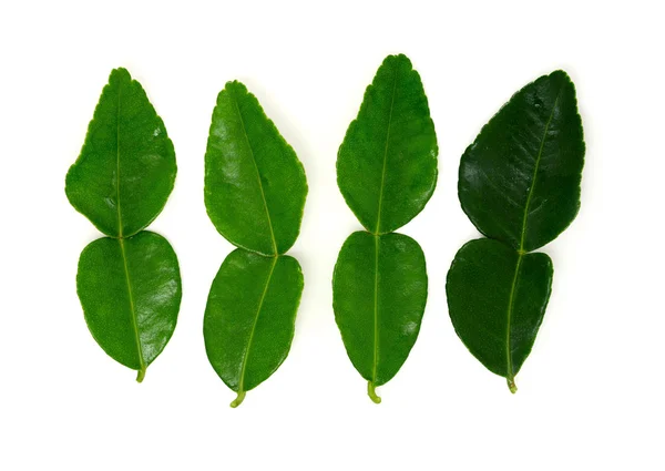 Kaffir lime blad — Stockfoto