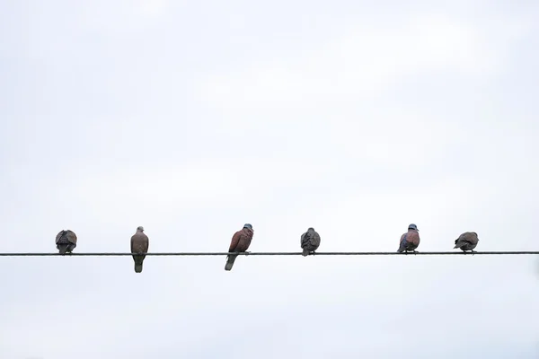 Uccelli seduti su linee elettriche — Foto Stock