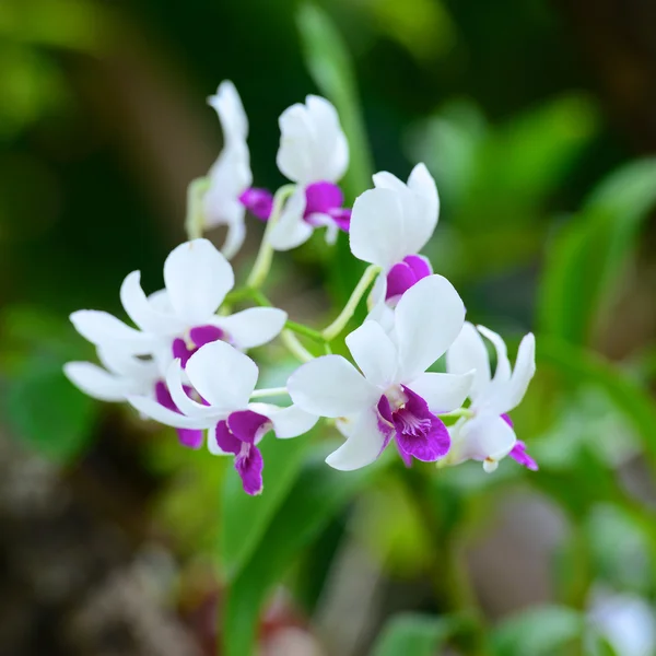 Orchids — Stock Photo, Image