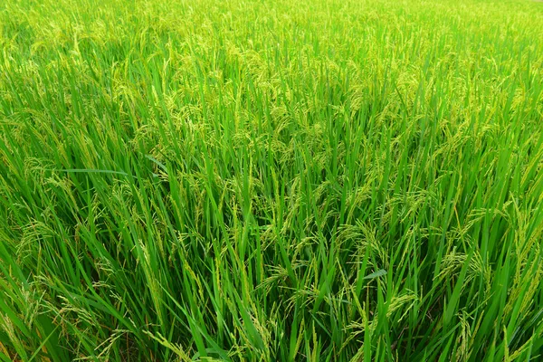 Campo de arroz — Foto de Stock