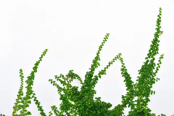 Ivy on Wall — Stock Photo, Image