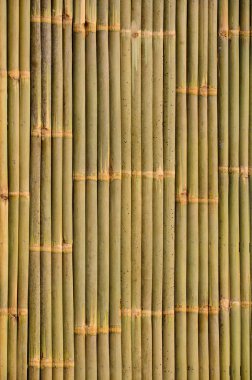 Bambu Arkaplanı