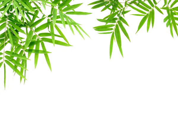 Folhas de bambu — Fotografia de Stock