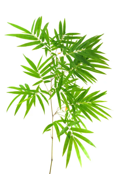 Bamboo leaves — Stock Photo, Image