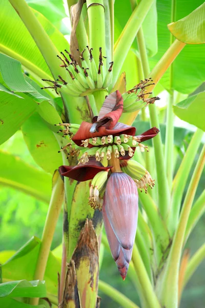 바나나 꽃 — 스톡 사진