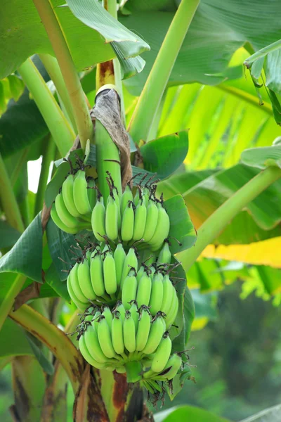 바나나 공장 — 스톡 사진