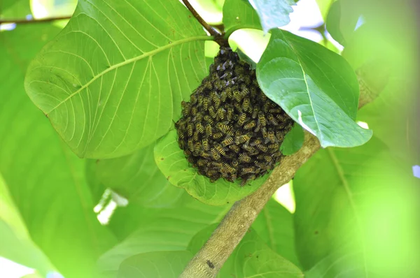Nido de abejas —  Fotos de Stock