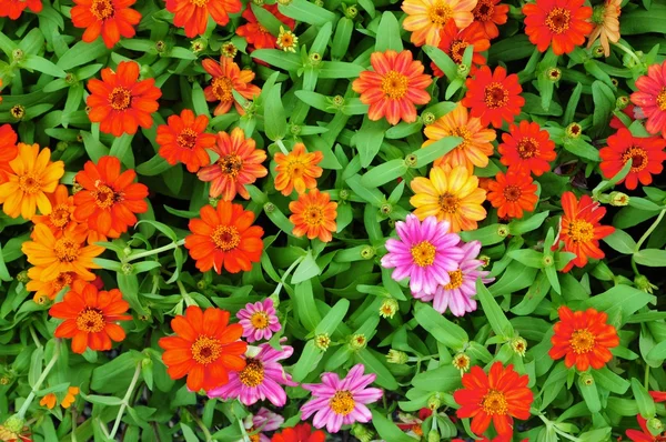 Flores de colores — Foto de Stock