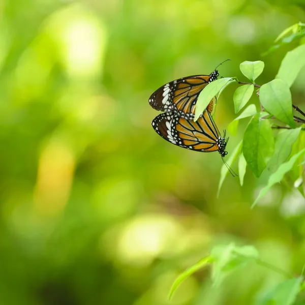 Breeding butterflies — Stock Photo, Image