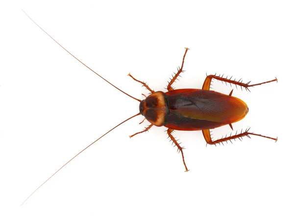 Cucaracha — Foto de Stock