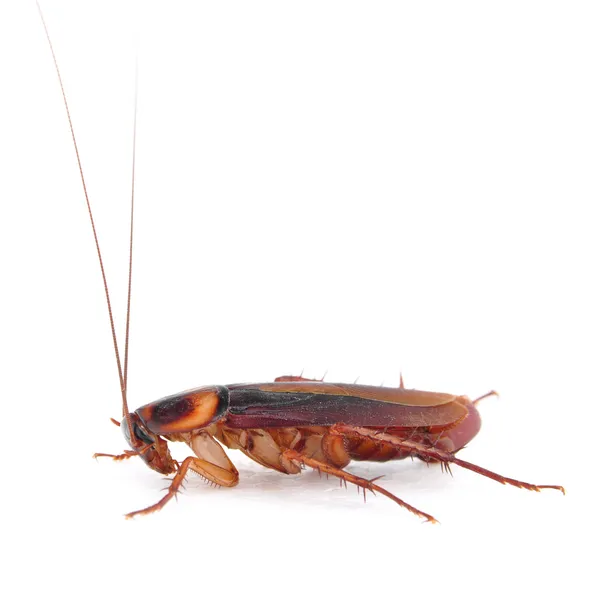 Cucaracha — Foto de Stock