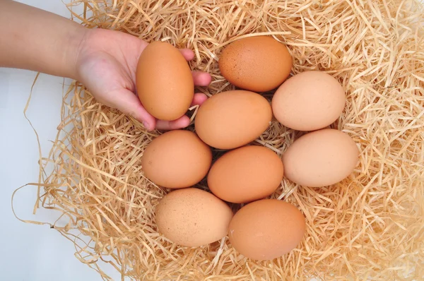 Catch eggs Stock Image