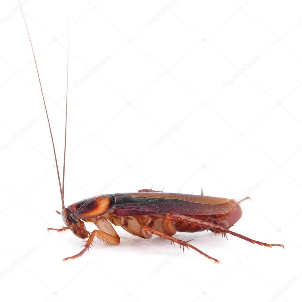 Cockroach