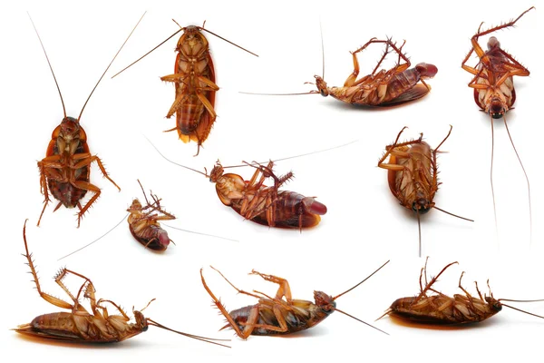 Cockroach — Stock Photo, Image